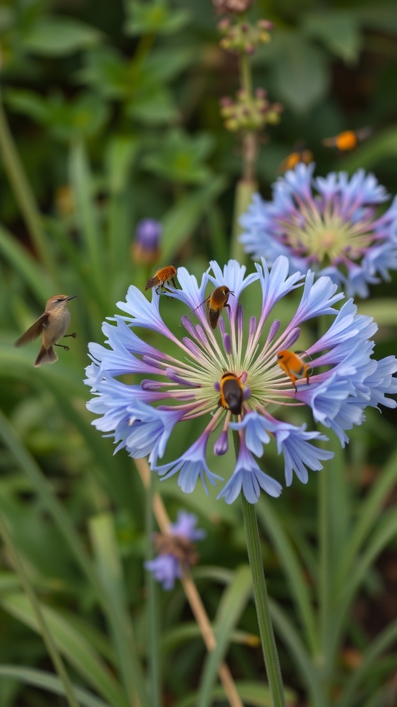 A hummingbird and bees around blue Agapanthus flowers in a garden