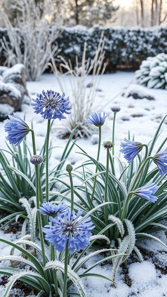Agapanthus flowers in a winter garden with snow