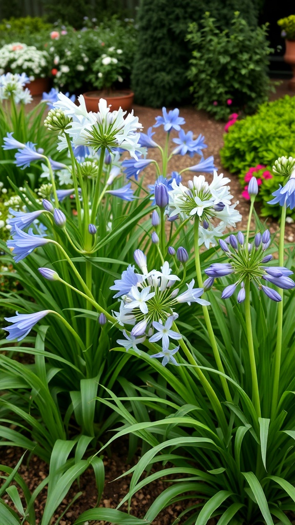 A garden featuring blue and white Agapanthus flowers with lush green foliage.