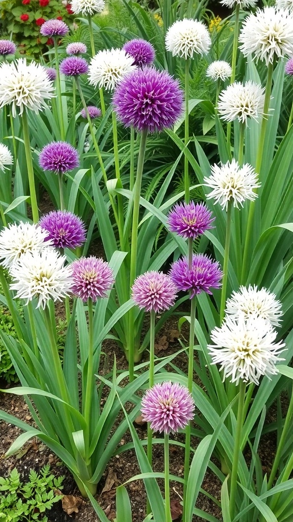 A garden featuring a variety of alliums with purple and white flowers.