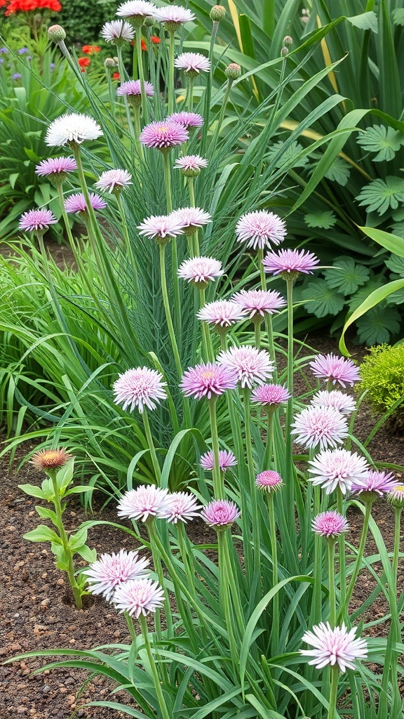 A vibrant display of alliums with purple and white blooms in a lush garden setting.