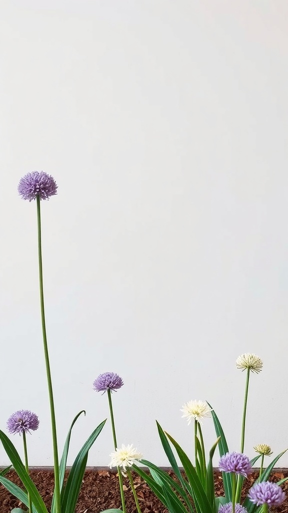 A minimalist garden featuring purple and white alliums against a plain background.