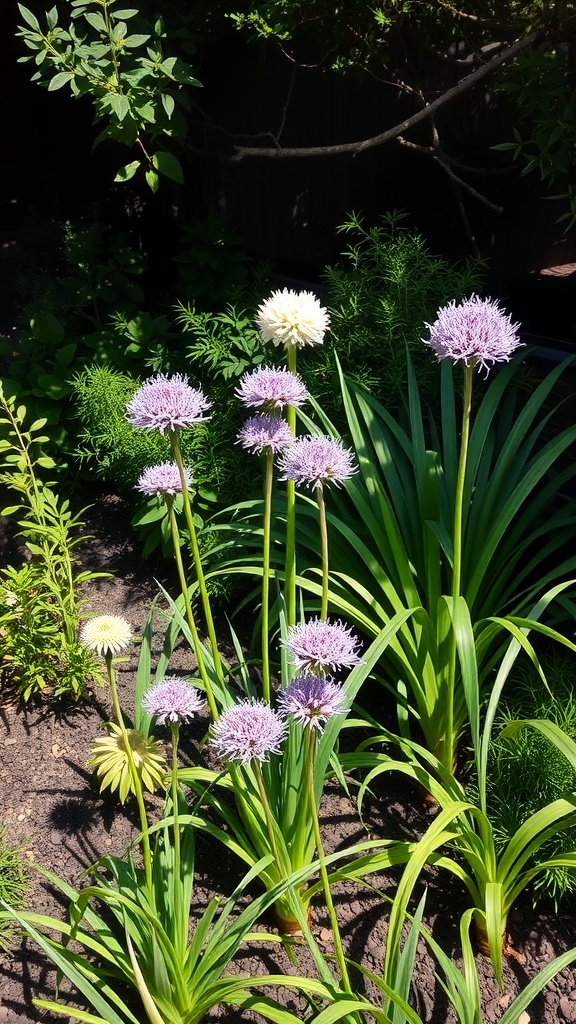 A garden featuring various alliums in shades of purple and white, surrounded by green foliage.