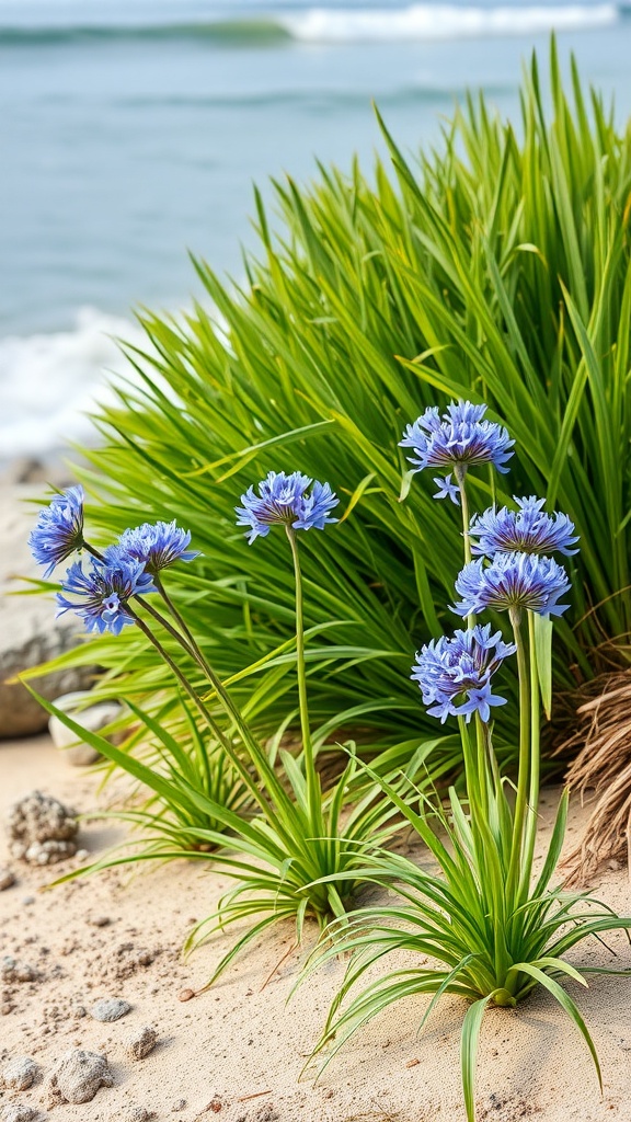 Agapanthus flowers growing near the beach with waves in the background