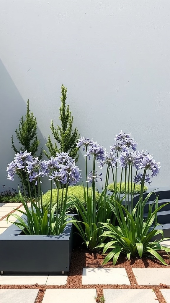 Modern landscape design featuring Agapanthus flowers in sleek planters