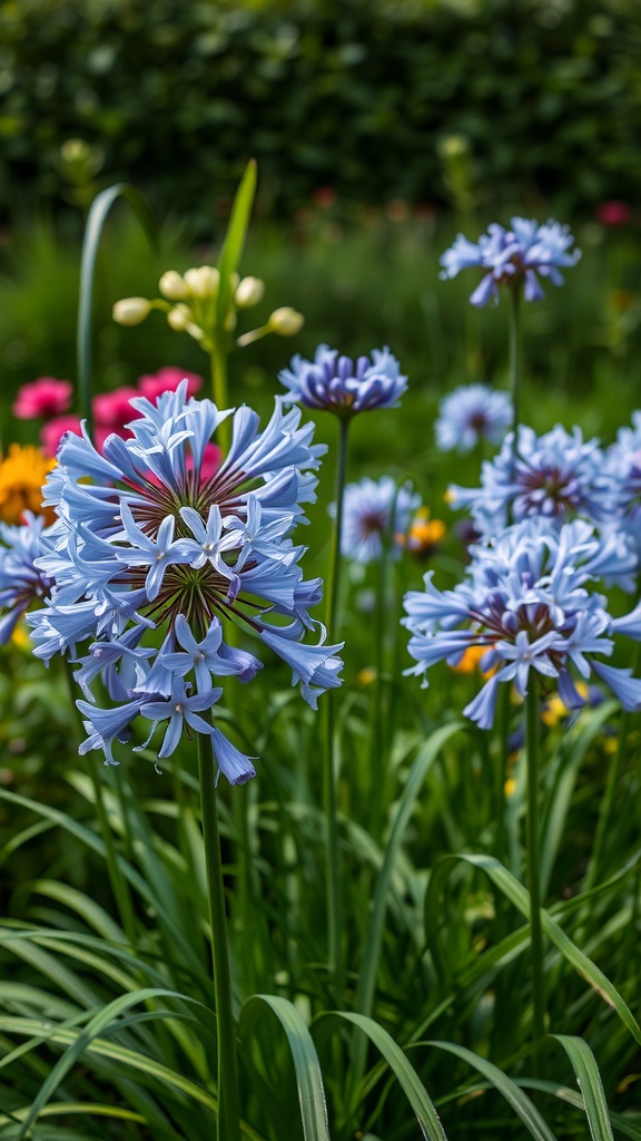 Close-up of blue Agapanthus flowers in a garden with colorful blooms in the background.