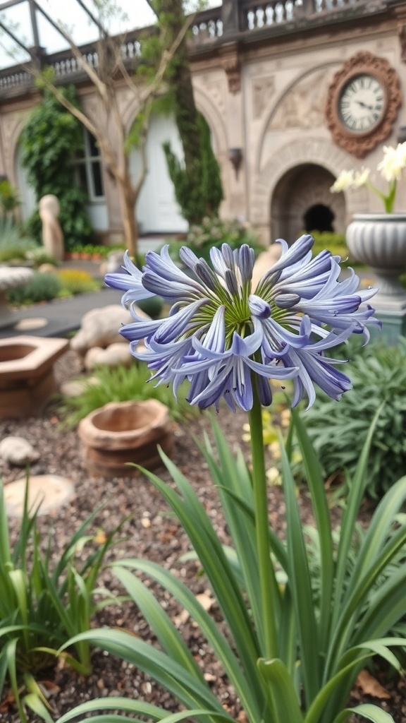 A close-up of a blooming Agapanthus flower in a garden setting.