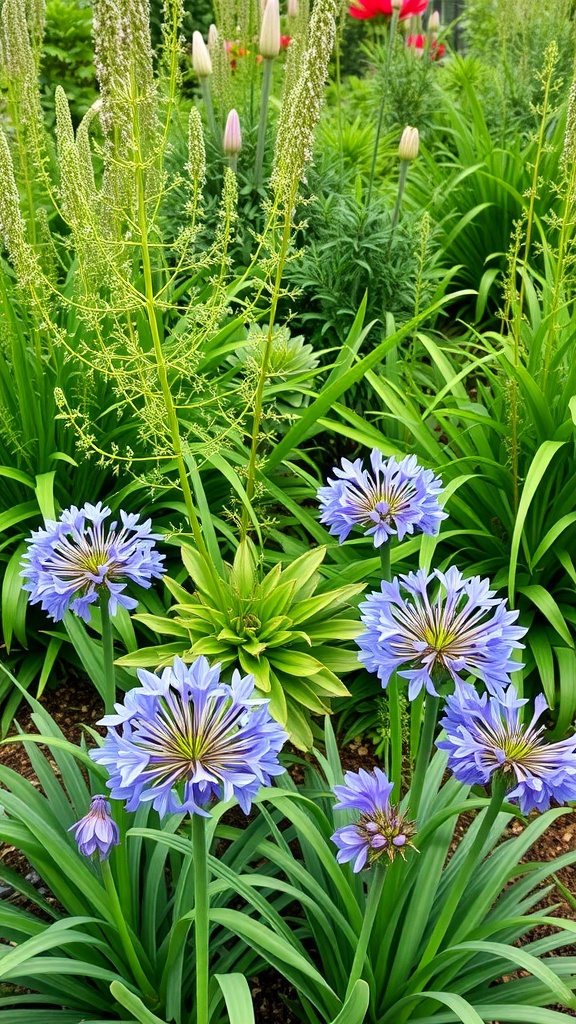 Vibrant blue Agapanthus flowers surrounded by lush green foliage in a garden setting.