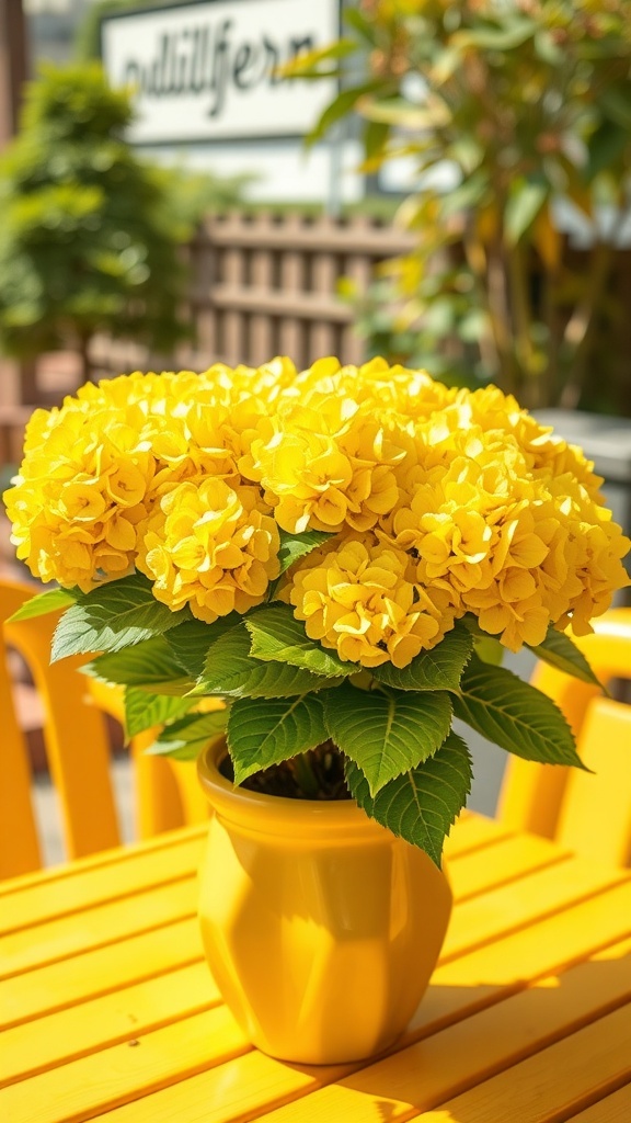 A bright yellow hydrangea centerpiece in a yellow pot on a sunny table.