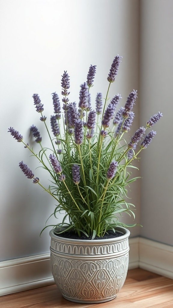 A potted lavender plant with purple flowers in a decorative pot, positioned in a bright corner of a room.
