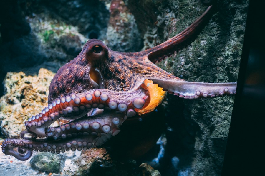 octopus in aquarium, not the octopus in story