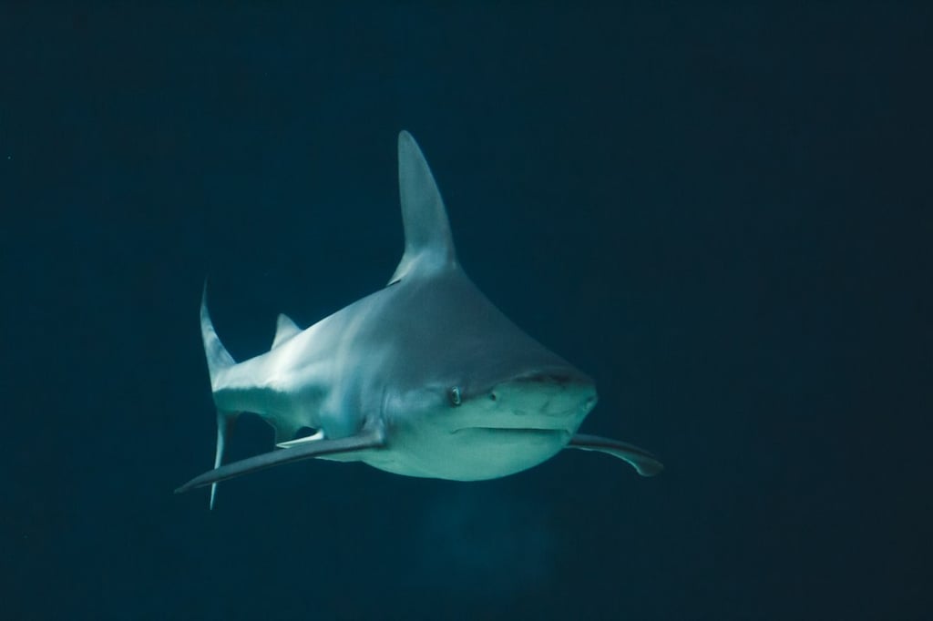 Illustrative photograph of a shark underwater, not Bukangi