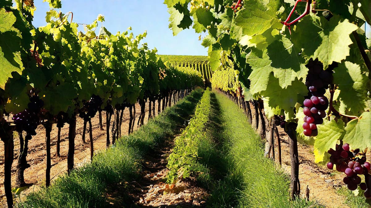 Where To Buy Fre Wine