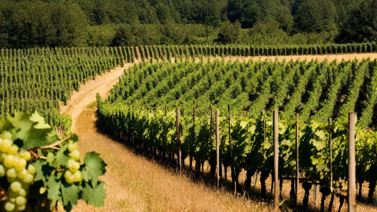 Can You Buy Wine On Sunday In Nc