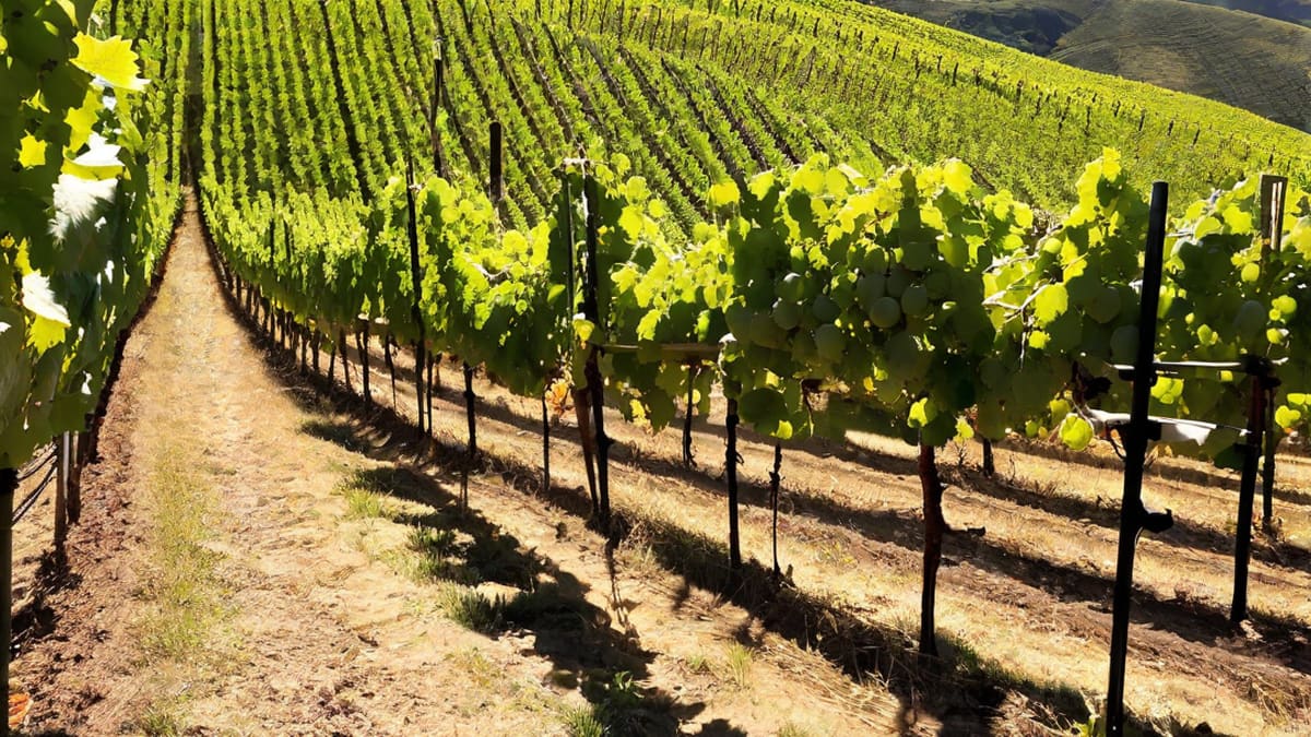 Is Sauvignon Blanc A Sweet Wine