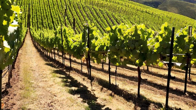 Is Sauvignon Blanc A Sweet Wine