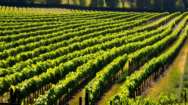 Is Wine Acid Or Alkaline