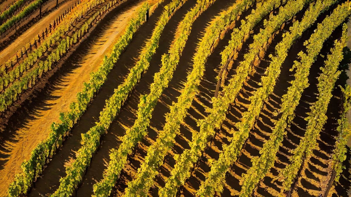 What Does Dry Mean In Wine