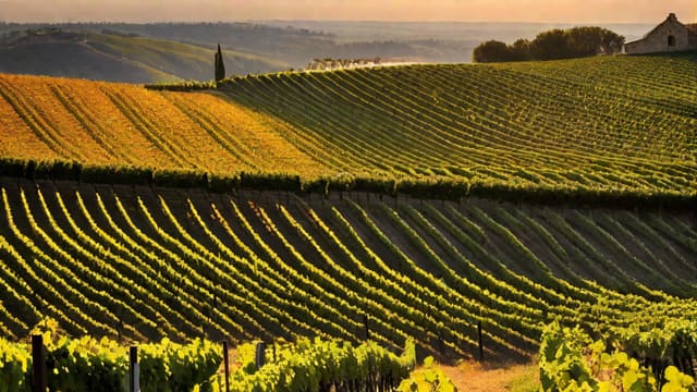 Is Organic Wine Better For You