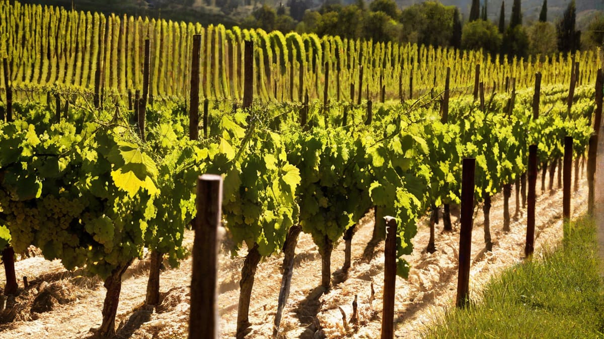 What Type Of Wine Is Pinot Grigio