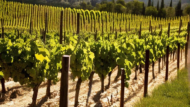 What Type Of Wine Is Pinot Grigio