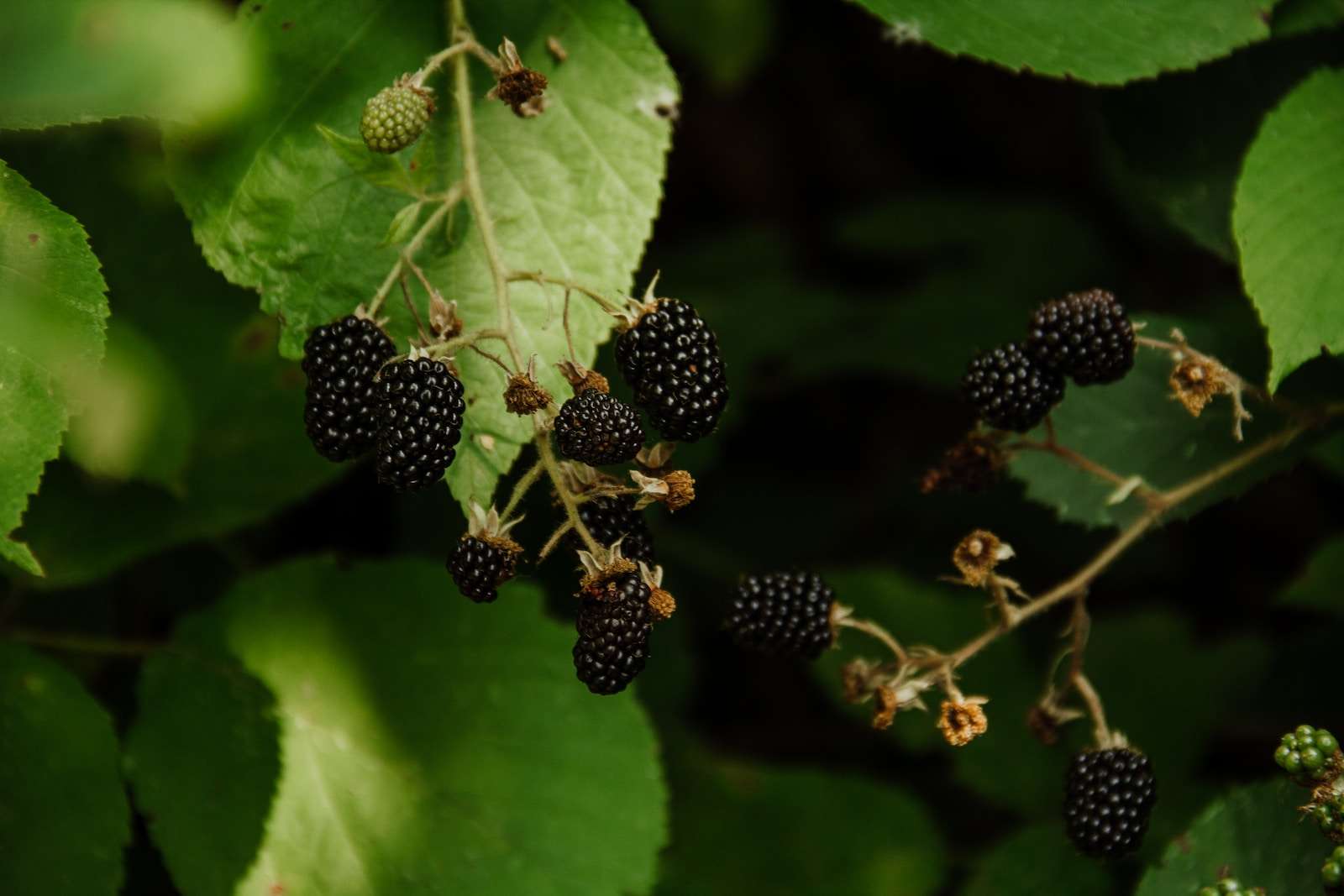fresh blackberries