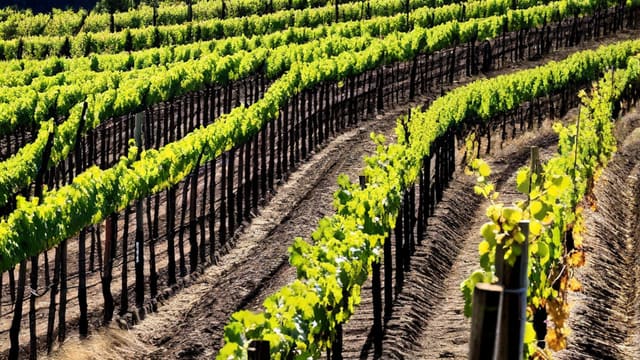 Where Is Pinot Noir From