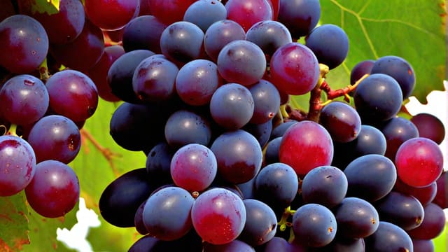 Is Pinot Noir Red Wine