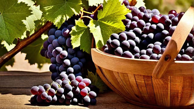Easy Grape Wine Recipe