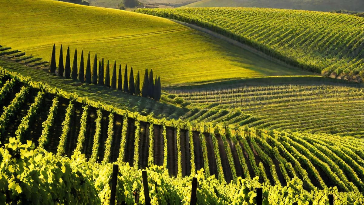 What Kind Of Wine Is Sancerre