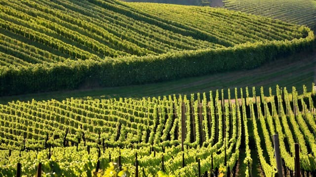 What To Do In Champagne France