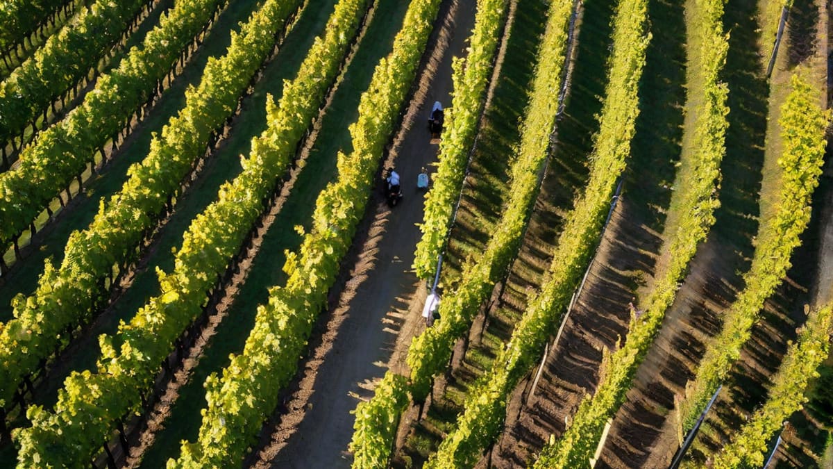 What Is A Wine Flight