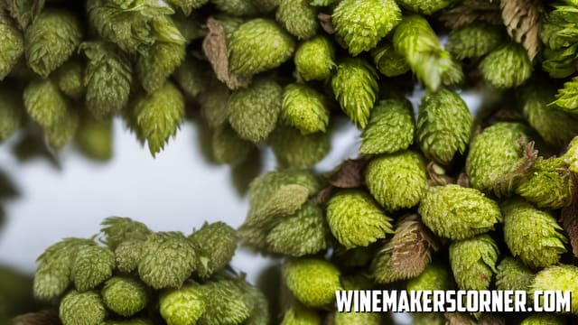 American Hop Varieties