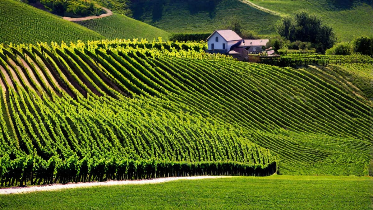 How Much Wine Will Get You Drunk