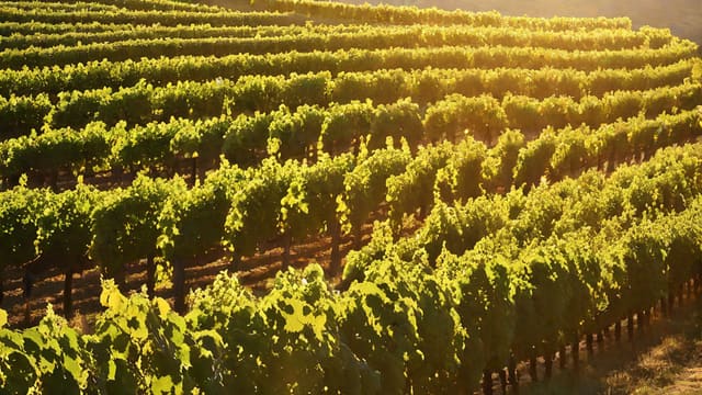 Where To Get Wine Near Me