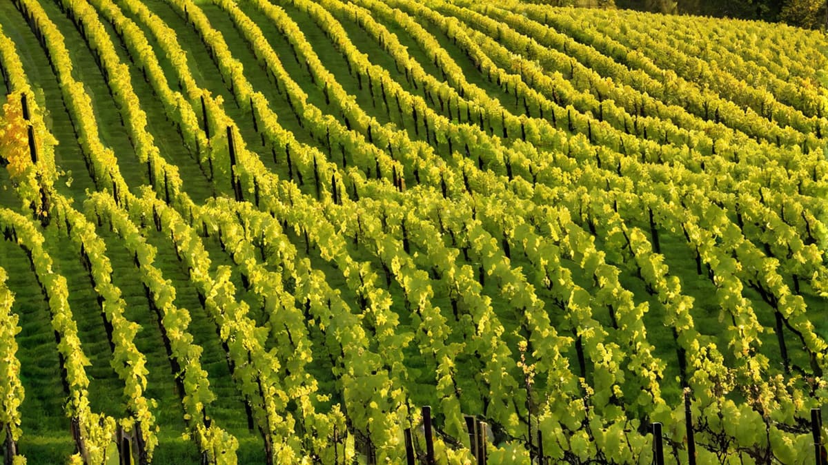 Is Sauvignon Blanc A White Wine