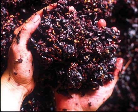 Wine Kits with Grape Skins