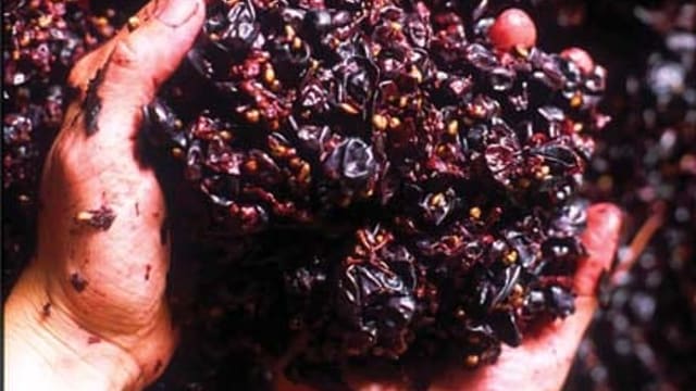 Wine Kits with Grape Skins