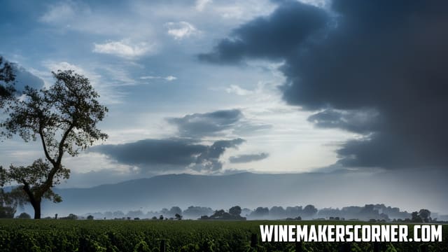Master the Art of Wine Making: A Step-by-Step Guide for Beginners