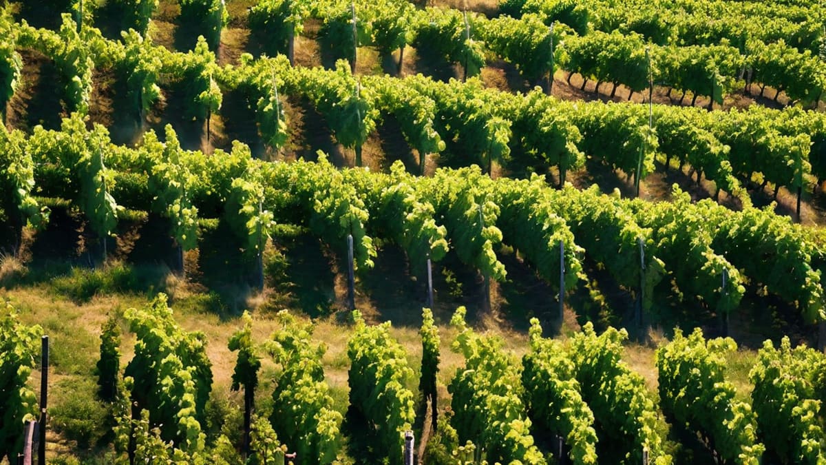 Wine Production