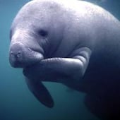 magic manatee makes