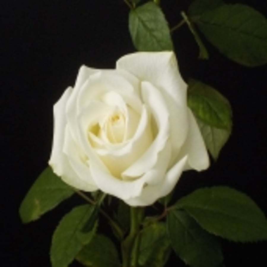 Roses Workshop