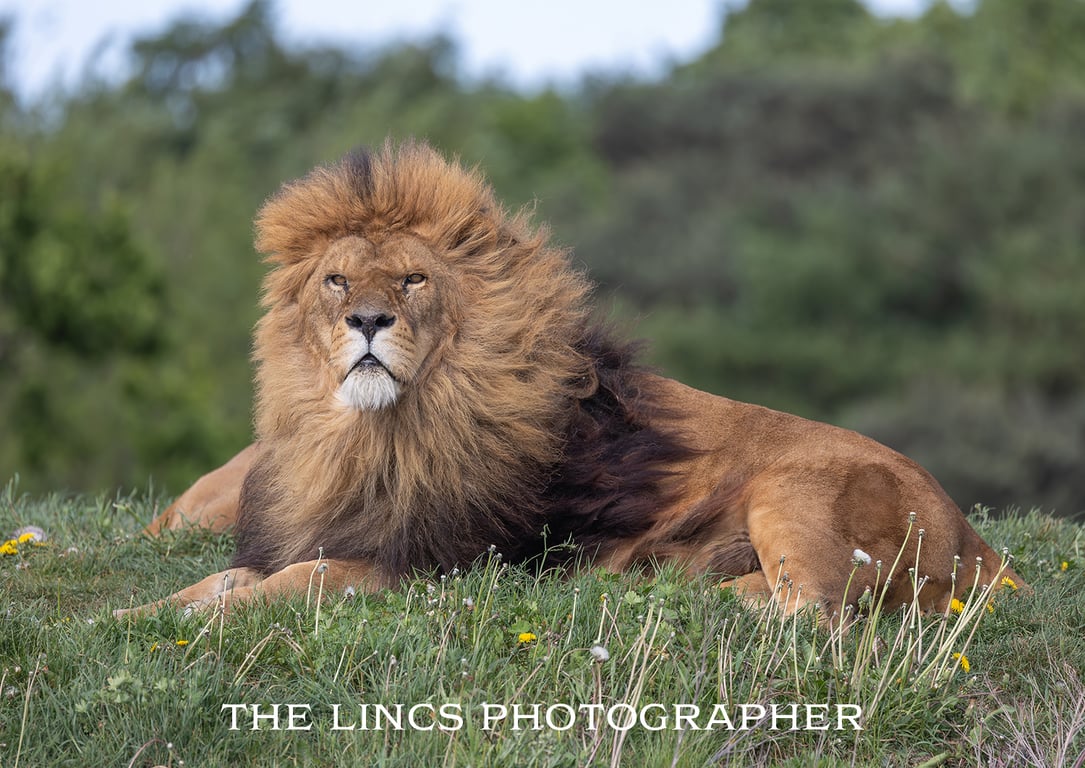 Male Lion print (Limited edition of 10)