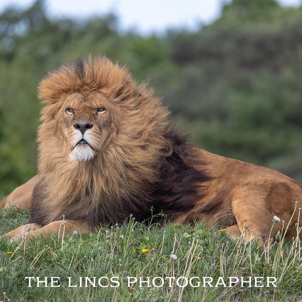 Male Lion print (Limited edition of 10)