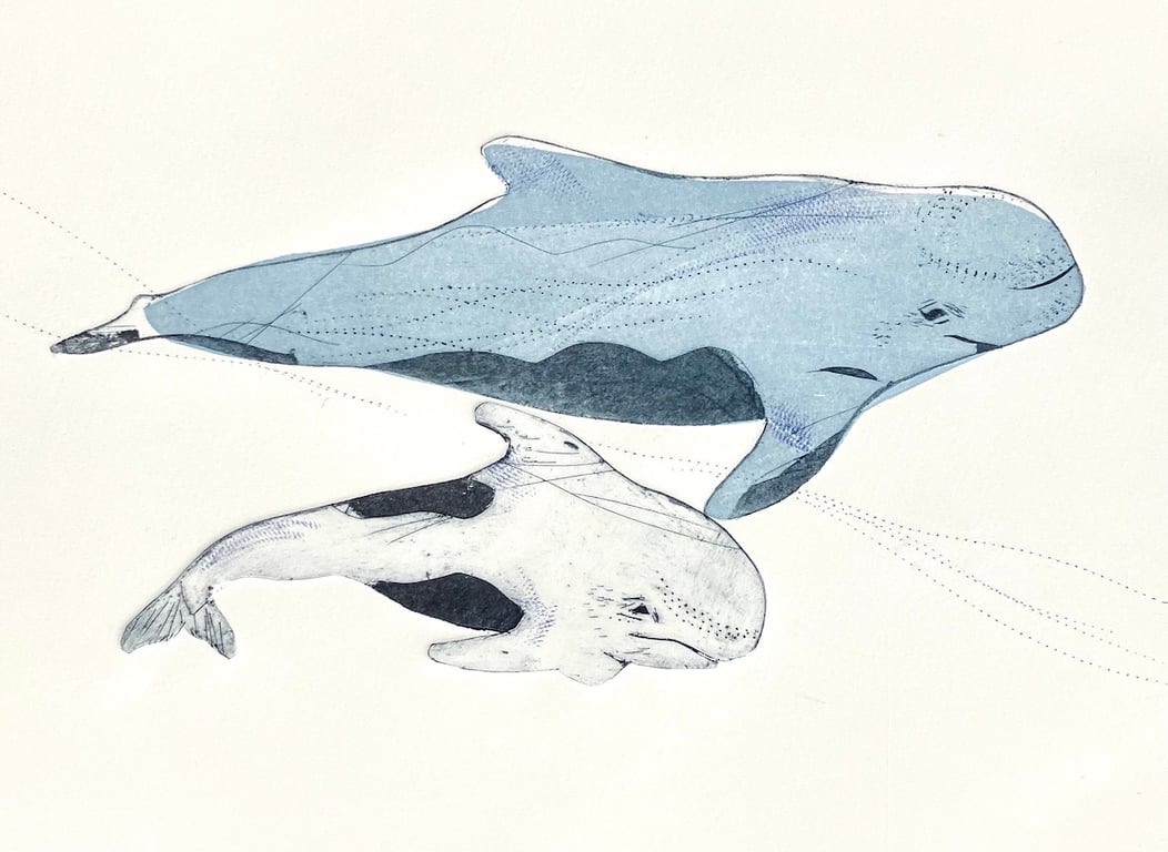 Pilot Whale and calf A4 drypoint print