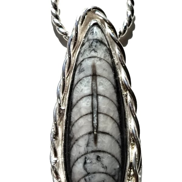 Orthoceras Fossil Necklace Jewellery Gift Recycled Silver Teardrop Pendant 