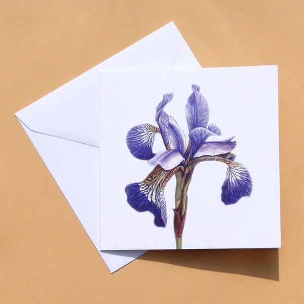 Greetings Card - Blank - Purple Iris