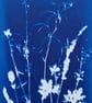 Cyanotype Botanical Print No. 9 - Image 5