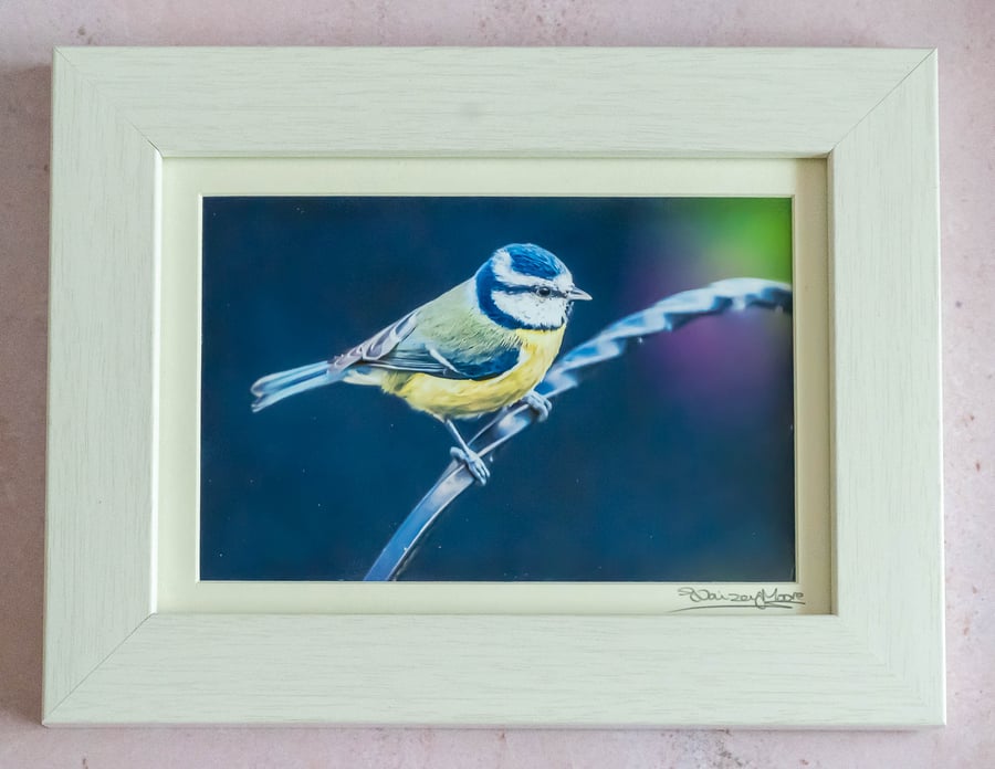 Blue Tit - Original Photo in Wooden Frame