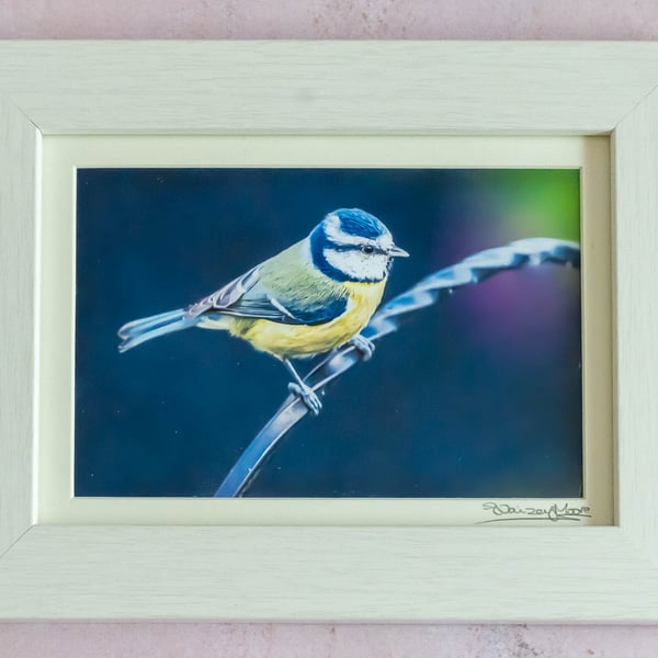 Blue Tit - Original Photo in Wooden Frame